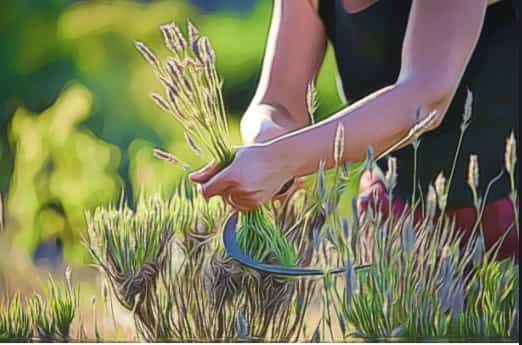 Choose Native Plants