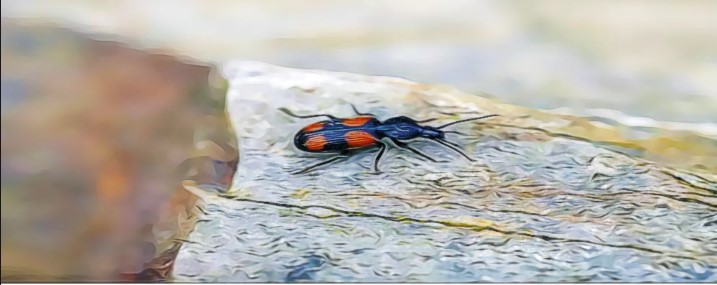 How to Deter Bugs from our Landscaping Stones