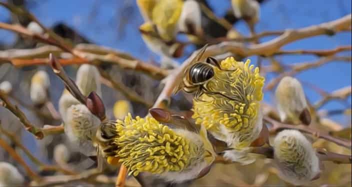 Make a pollinator garden