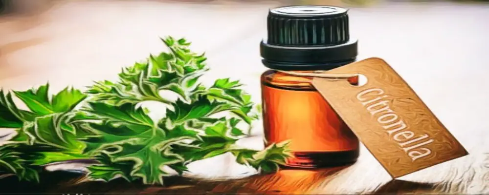 Natural Bug Repellents