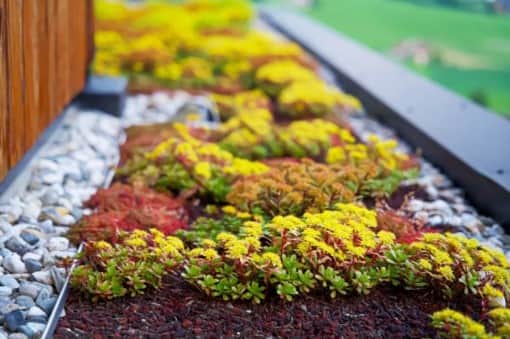 Why eco friendly landscaping important