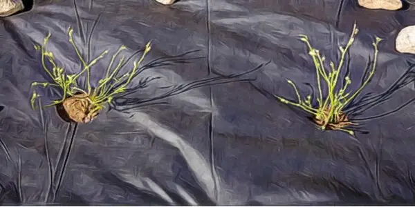 what is the purpose of landscaping fabrics